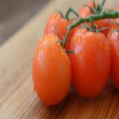Fresh washed bunch of cherry tomatoes from the garden Stock Footage 69485291