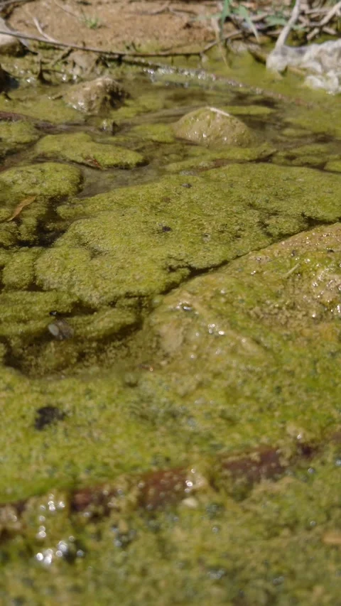 Fresh Water Algae On Surface - 4k Vertical Footage Video stock 337936661