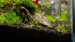 Lush Java Moss Beautiful Freshwater Ryoboku Aquascape Detail Active Black  Stock Video Footage by ©Valeronio #563592518