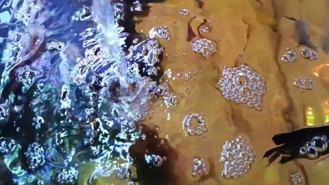 Fresh Water Bubbles and Ripple Effect in Tropical Aquarium Pond 스톡 동영상 344041657