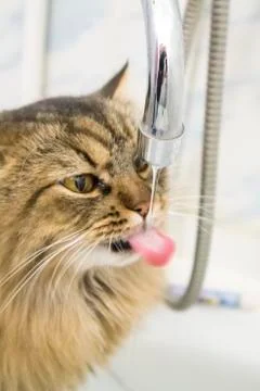 Fresh Water for the Cat Stock Photos