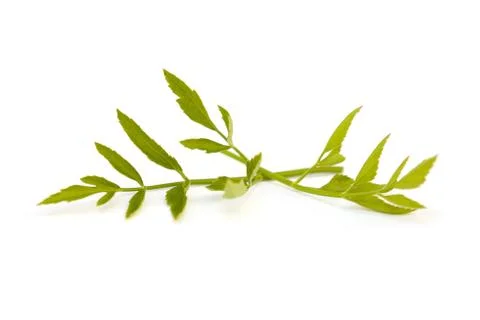 Fresh Water celery. Stock Photos