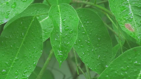 Fresh water drop on green leaf in nature garden for ecology video 스톡 동영상 343781338