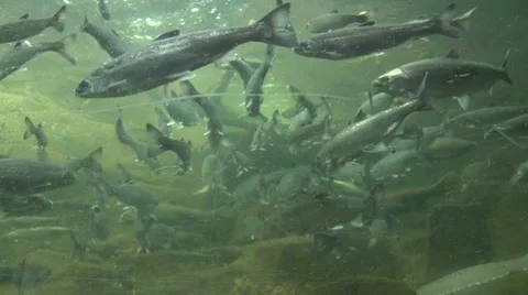 Fresh Water Fish 2 Video stock 10578019