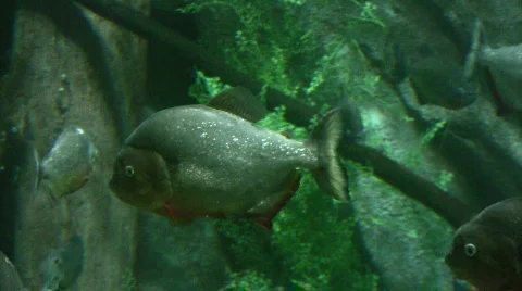 Fresh water fish Stock Footage 113866
