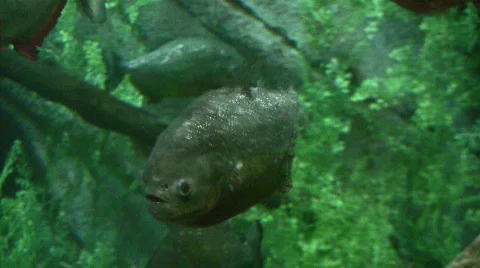 Fresh water fish Video stock 117387
