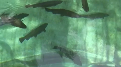 Fresh water fish Vídeo Stock 11403484