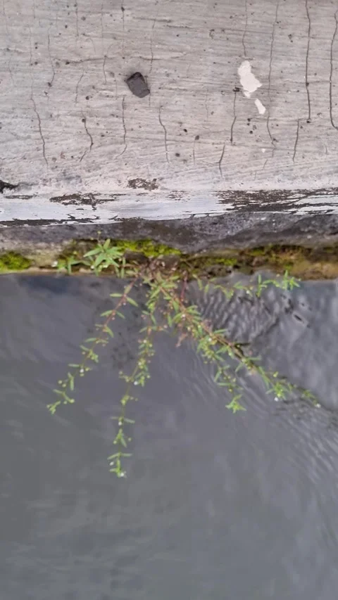 Fresh water flowing down Video stock 337818415