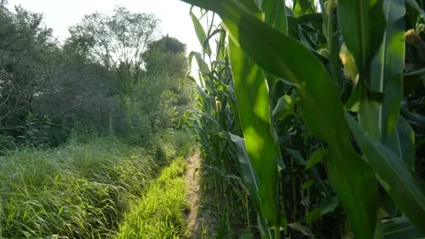 Fresh water flowing down the river with lush by the side Stock Footage 314027777