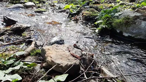 Fresh water flows from cascade over the rocks under sunlight in fertile forest. Stock Footage 153134787