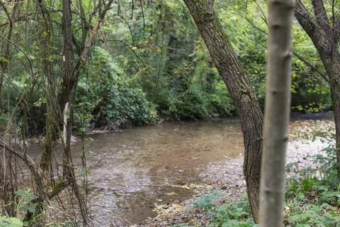 Fresh water in the jungle forest 스톡 사진
