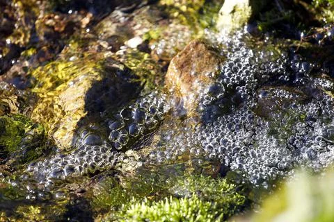 Fresh water macro view with bubbles. Springtime, vitality abstract background Stock Photos