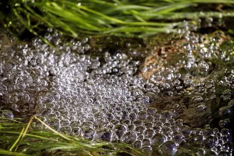 Fresh water macro view with bubbles. Springtime, vitality abstract background Foto stock