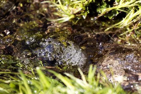 Fresh water macro view with bubbles. Springtime, vitality abstract background Stock Photos