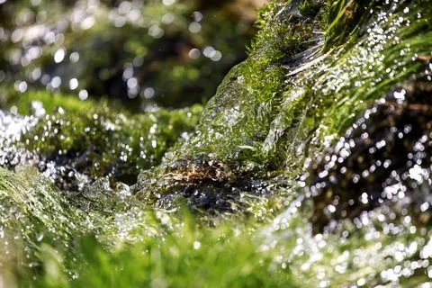 Fresh water macro view. Springtime, vitality abstract background. Stock Photos