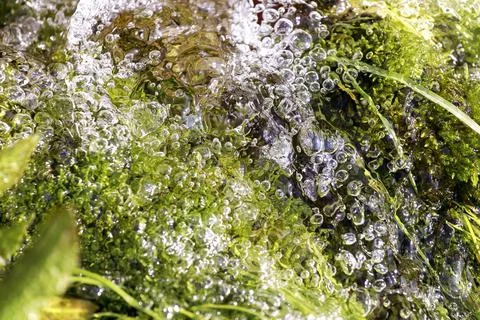 Fresh water macro view. Springtime, green, vitality abstract background. Stock Photos