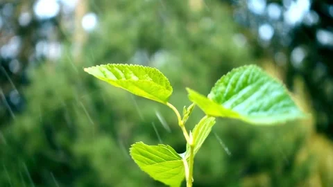 Fresh water rain drops falling on green plant leaves Video stock 332276700