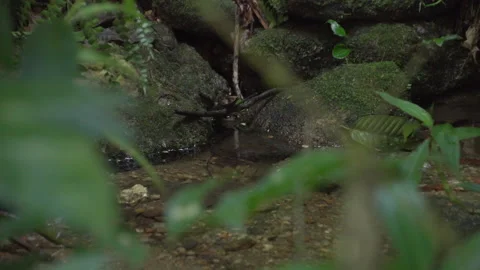 Fresh Water Source in Brazil Stock Footage 160762954