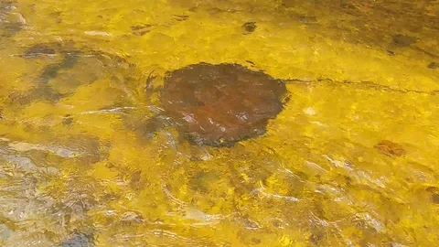FRESH WATER STINGRAY Stock Footage 100576309