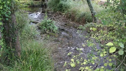 Fresh Water Stream Flowing Through Lush Green Forest Vegetation Stock Footage 342297570