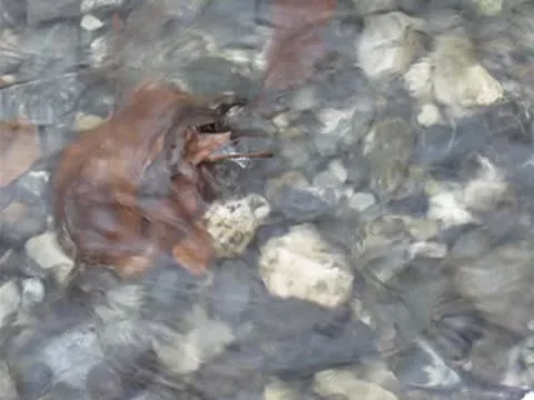 Fresh water stream 動画素材 8925356