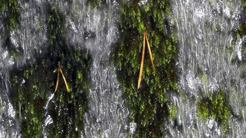 Fresh water streaming through forest moss Stock Footage 93741095