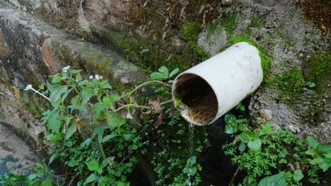 Fresh Water Trickling from PVC Pipe onto Mossy Wall Stock Footage 337806027