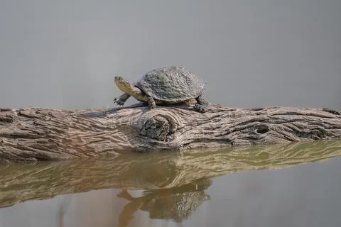 Fresh water turtle reflected in a shallow pond Stock Photos
