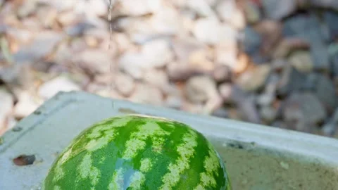 Fresh watermelon being cooled under running water outdoors Stock Footage 345255911