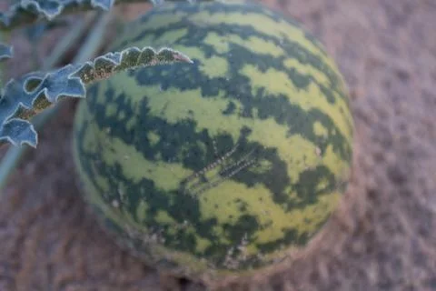 Fresh watermelon fruit in watermelon fields Stock Photos