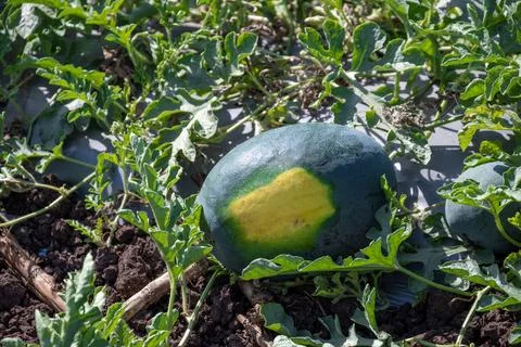 Fresh watermelon fruit in watermelon fields. Watermelon harvest season in s.. Fotos Stock