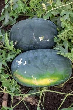 Fresh watermelon fruit in watermelon fields. Watermelon harvest season in s.. Stock Photos