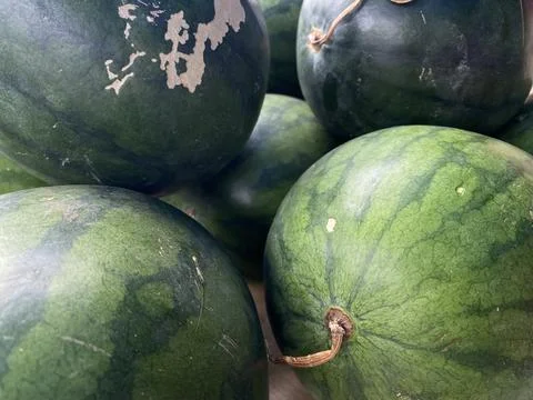Fresh watermelon on the rack table Stock Photos