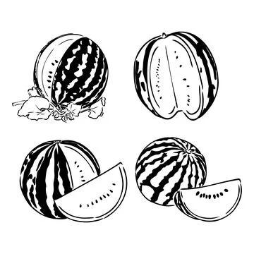 Fresh watermelon with two type of slice and using sketch style Stock Illustration