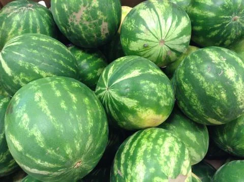 Fresh Watermelons Stock-Fotos