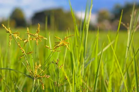 Fresh weed in rice fields Stock Photos