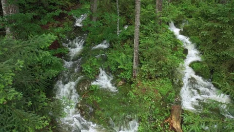 Fresh Wellspring flowing through the forest, Austria Stock Footage 137210842