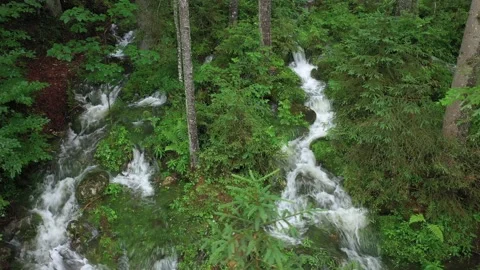 Fresh Wellspring flowing through the forest, Austria Stock Footage 137210844