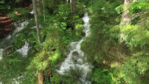 Fresh Wellspring flowing through the forest, Austria Stock Footage 137210862