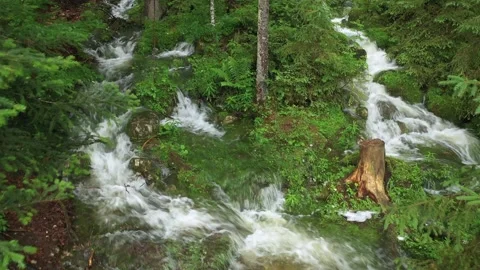 Fresh Wellspring flowing through the forest, Austria Stock Footage 137210866