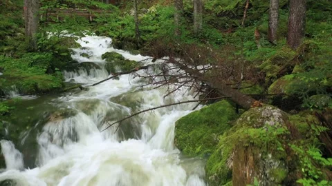 Fresh Wellspring flowing through the forest, Austria Stock Footage 137210977