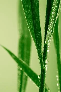 Fresh wet grass background Stock Photos
