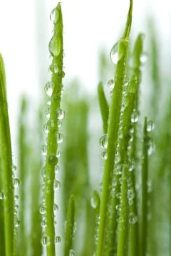 Fresh wet grass background Stock Photos