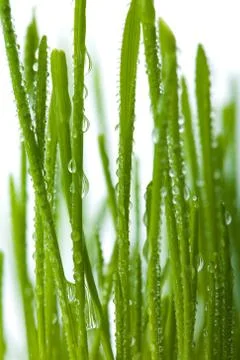 Fresh wet grass isolated Stock Photos