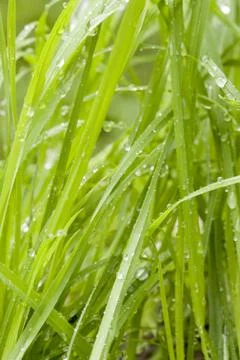 Fresh wet grass Stock Photos