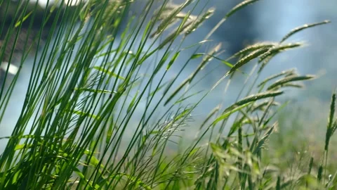 Fresh Wheat Ears in the Field Stock Footage 140033910