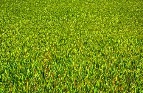 Fresh wheat field background Stock Photos