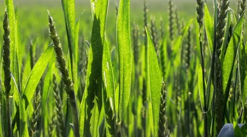 Fresh wheat field with camera motion Vidéo 5953400