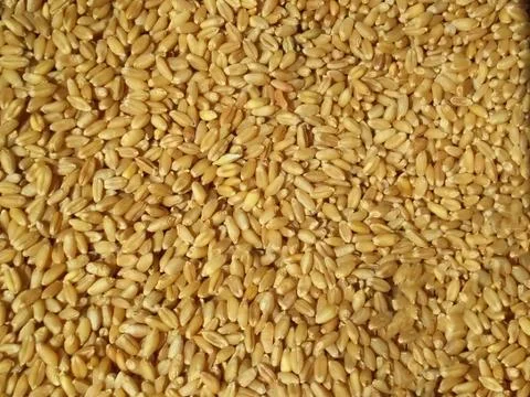 The fresh wheat grain Foto stock