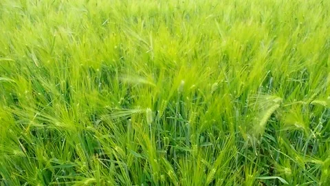 Fresh Wheat Grass for Juicing. Stock Footage 334438990